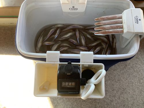 ワカサギの釣果