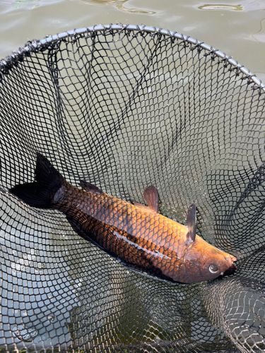 コイの釣果