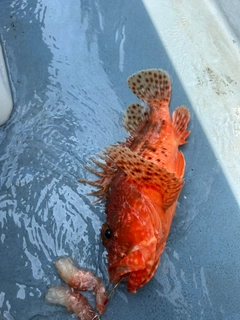 オニカサゴの釣果