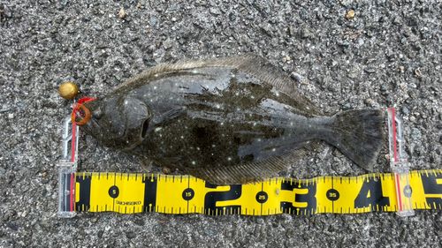 ヒラメの釣果