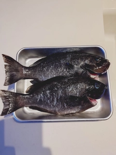 グレの釣果