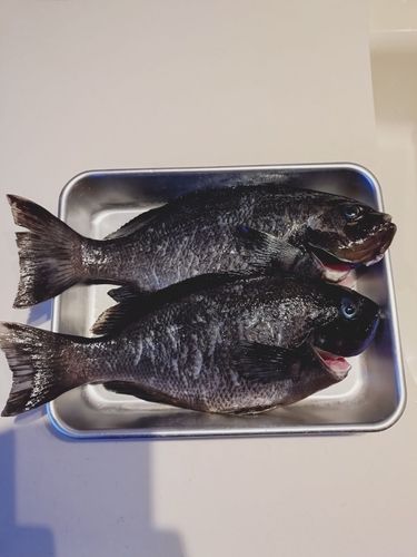 グレの釣果