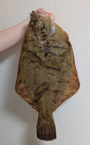 クロガシラガレイの釣果