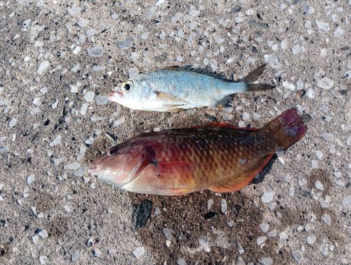 クロサギの釣果