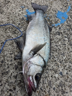 ヒラスズキの釣果