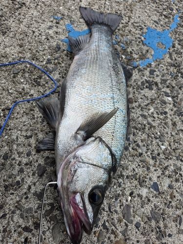 ヒラスズキの釣果
