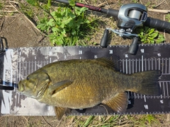 スモールマウスバスの釣果