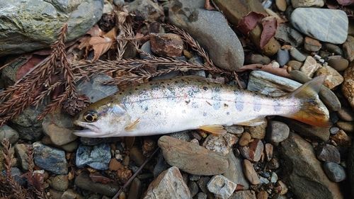 アマゴの釣果