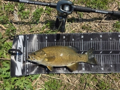 スモールマウスバスの釣果