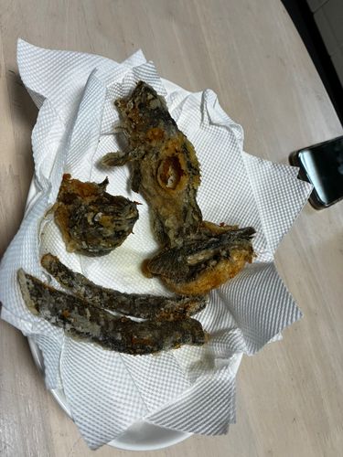 ガシラの釣果