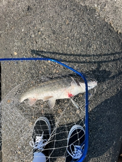 ツバイソの釣果