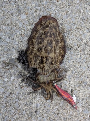コウイカの釣果