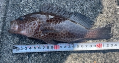 オオモンハタの釣果