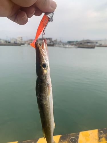 カマスの釣果