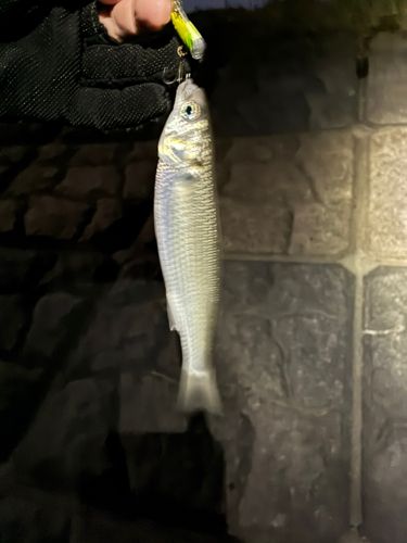 ボラの釣果