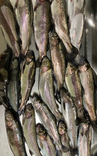 ニジマスの釣果