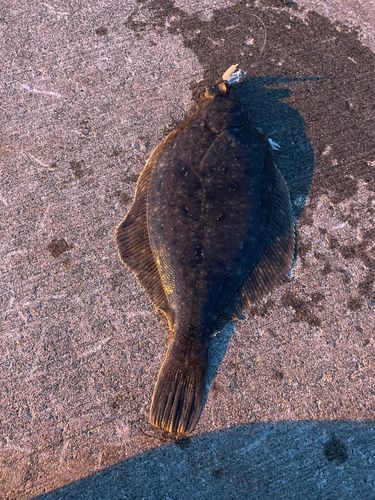 マガレイの釣果