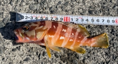 アカハタの釣果