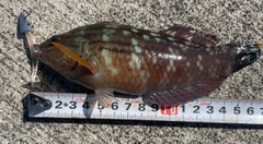 ホシササノハベラの釣果