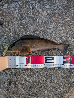 アイナメの釣果