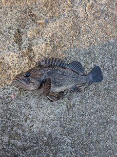 クロソイの釣果