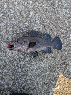 マゾイの釣果