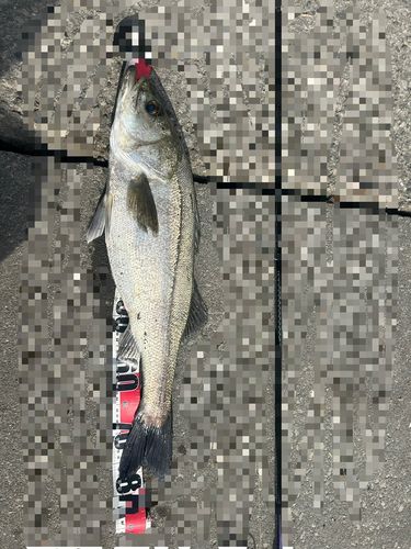 タイリクスズキの釣果