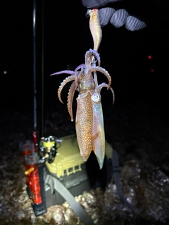 マメイカの釣果