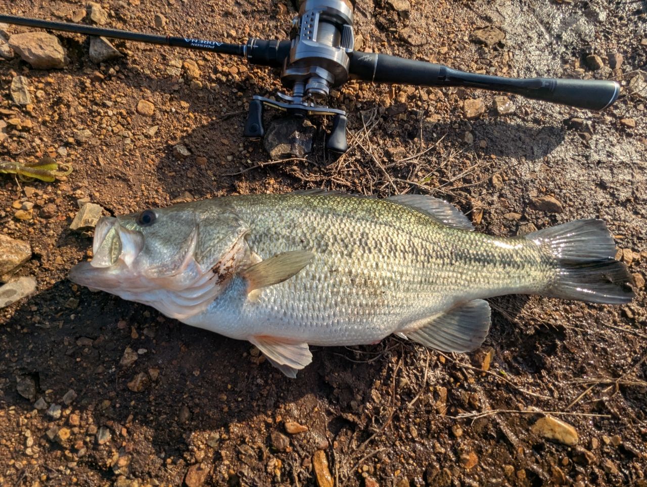 SHIMANO 18ポイズン アドレナ 167L-BFSの最安値・インプレ・釣果