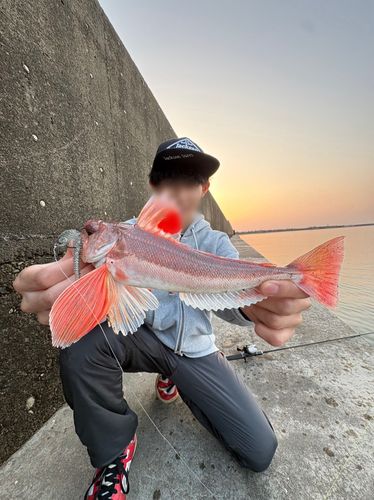 カナガシラの釣果