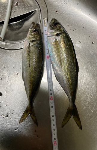 アジの釣果