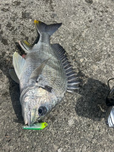 キビレの釣果