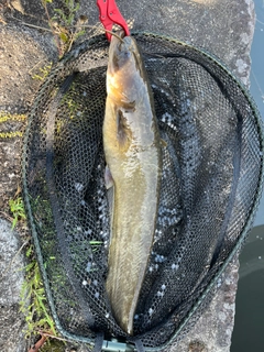 ナマズの釣果