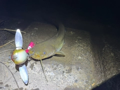 マナマズの釣果