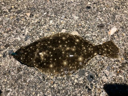 ソゲの釣果