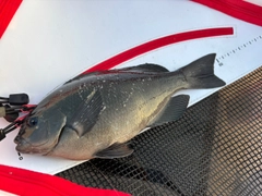 グレの釣果