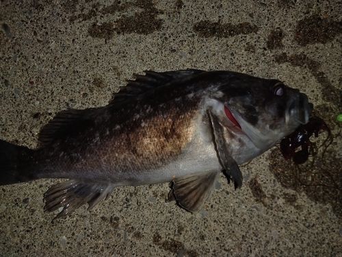 ソイの釣果