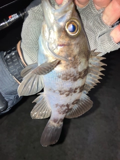 メバルの釣果