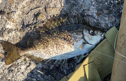 アイゴの釣果