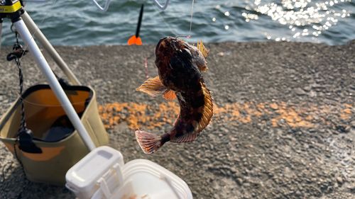 カサゴの釣果