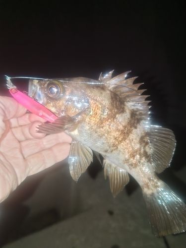 メバルの釣果