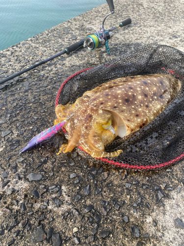 コブシメの釣果