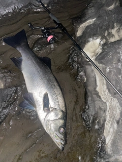 ヒラスズキの釣果