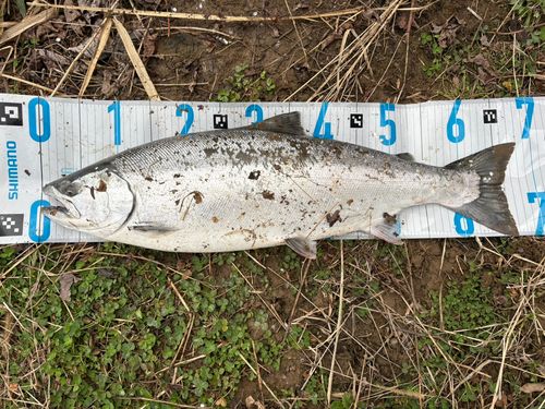 サクラマスの釣果
