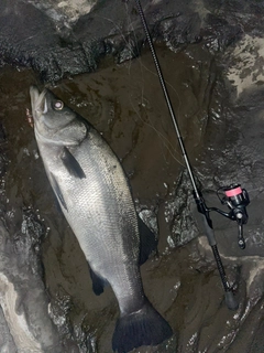ヒラスズキの釣果