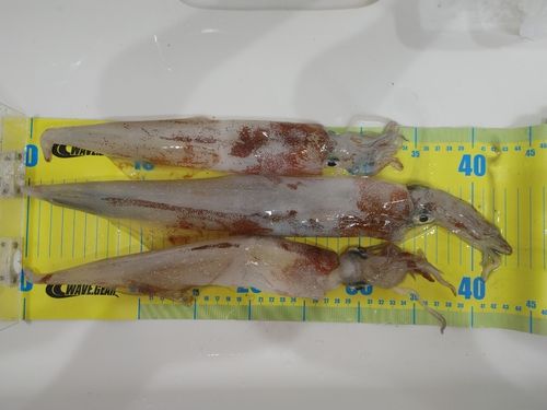 ヤリイカの釣果