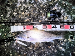 ニベの釣果