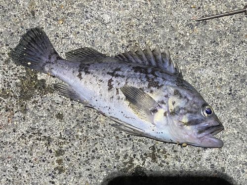 クロソイの釣果