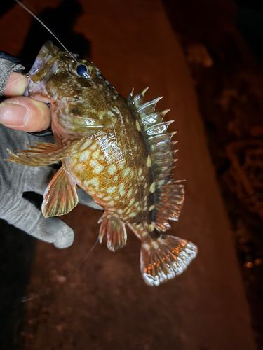 ガシラの釣果