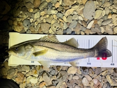 セイゴ（マルスズキ）の釣果